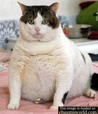 fattycat